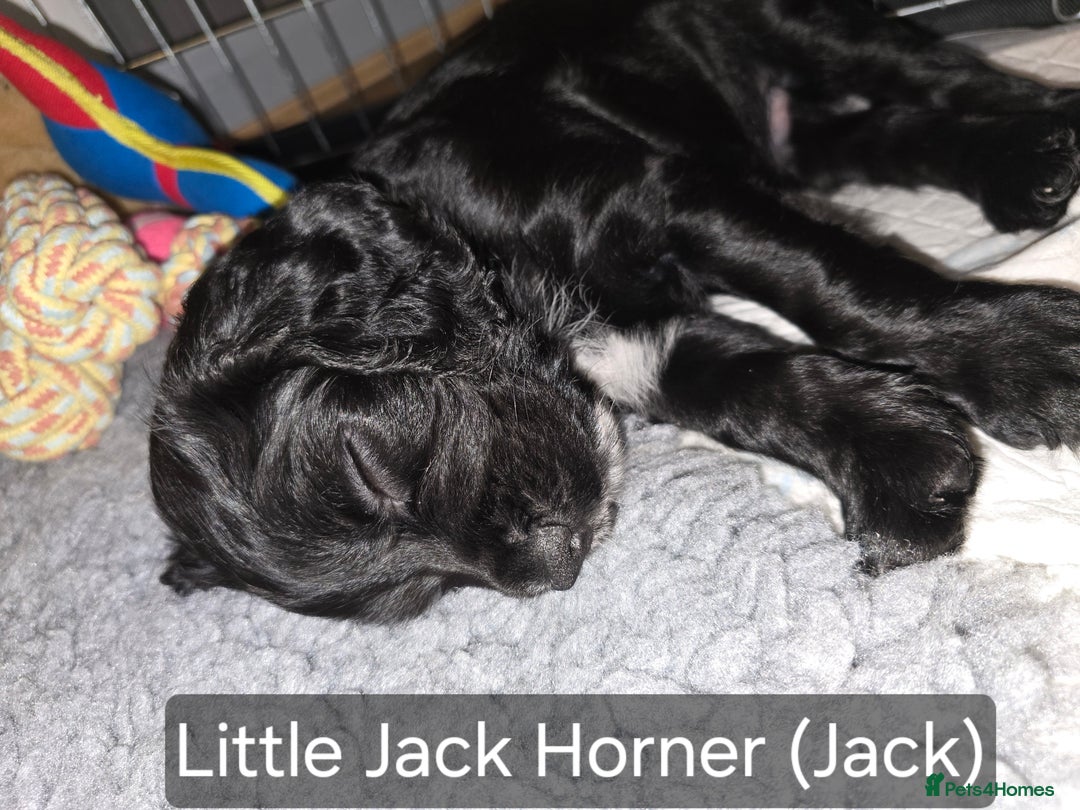 Cocker Spaniel dogs for sale: Working Cocker Spaniels - Image 18