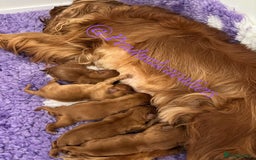 Cavalier King Charles Spaniel dogs for stud: CKCS For Stud in Waterlooville - Image 7