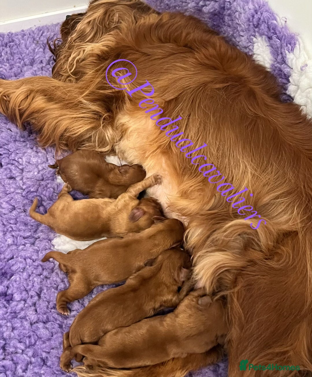 Cavalier King Charles Spaniel dogs for stud: CKCS For Stud in Waterlooville - Image 7