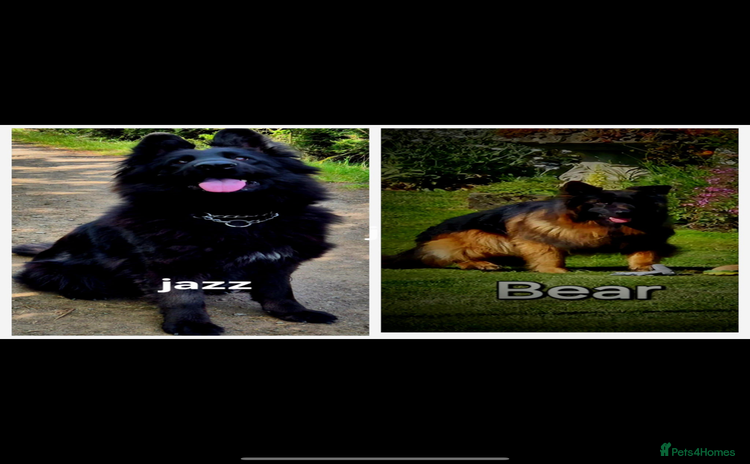 German Shepherd dogs - Advert 3