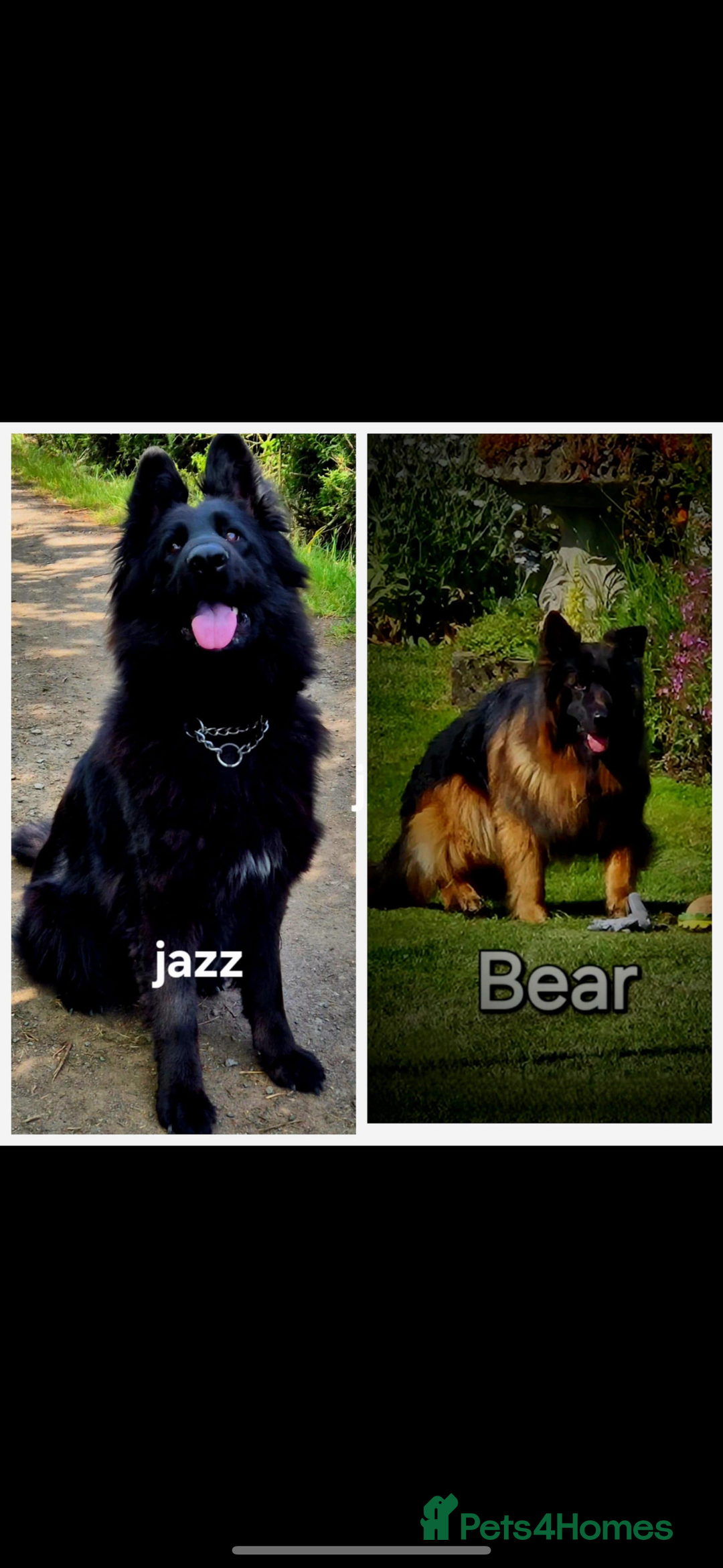 German Shepherd dogs for sale: KC reg health tested German shepherd puppies  - Image 1