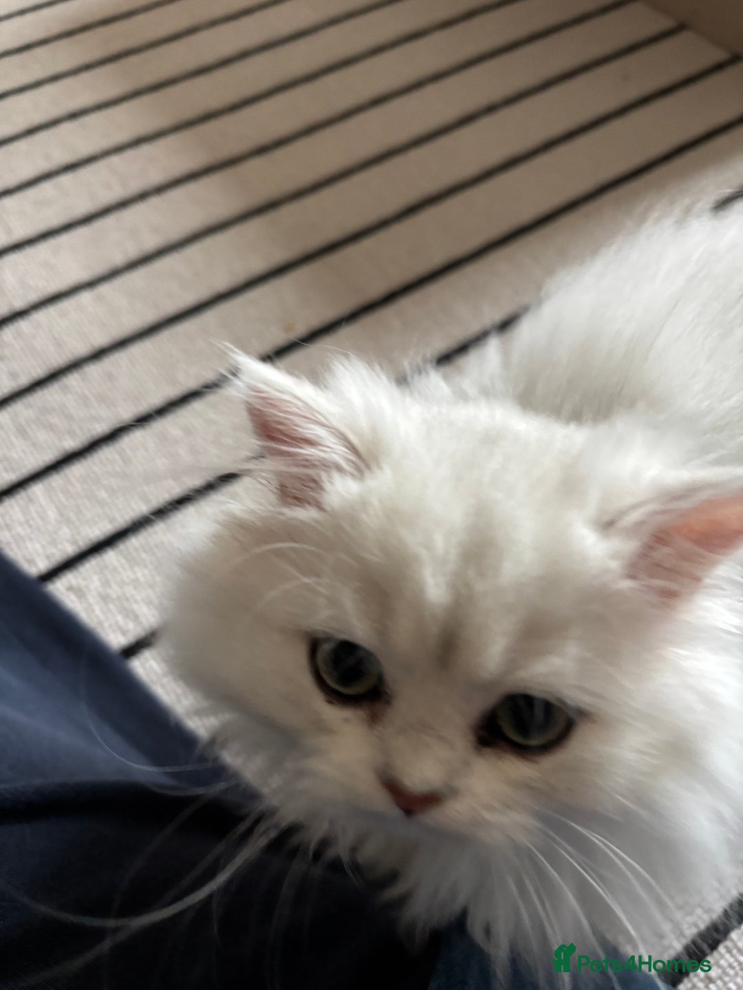British Longhair cats for sale: Kitten for sale - Image 3