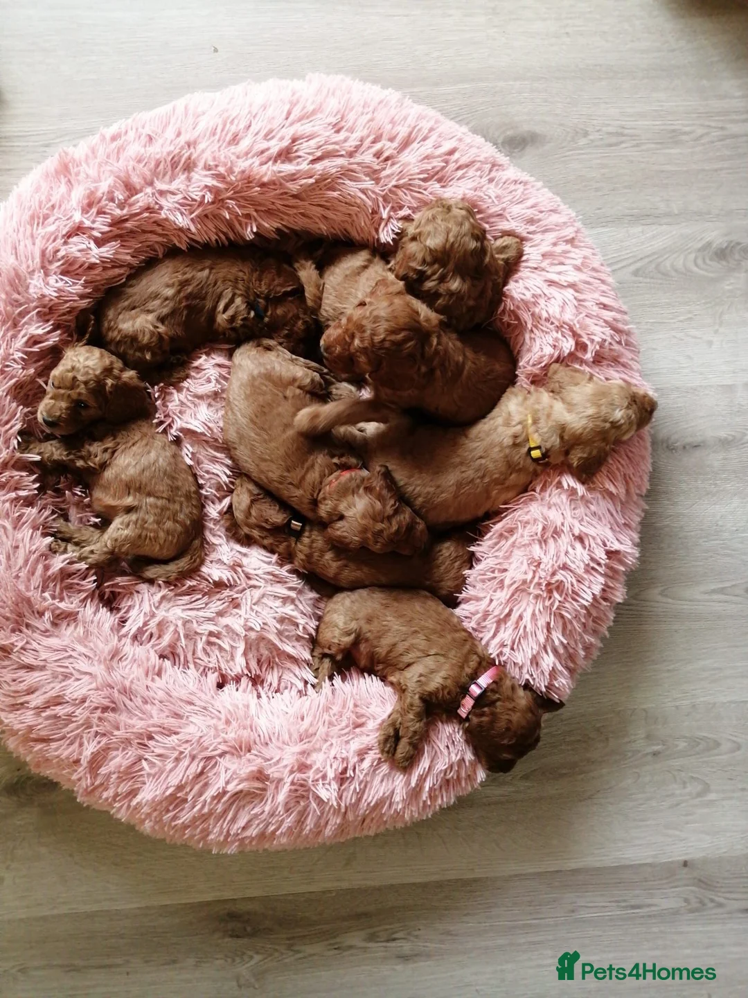 Miniature Poodle dogs for stud: KC Fox Red Fully Health Tested Miniature Poodle in Wirral - Advert 18