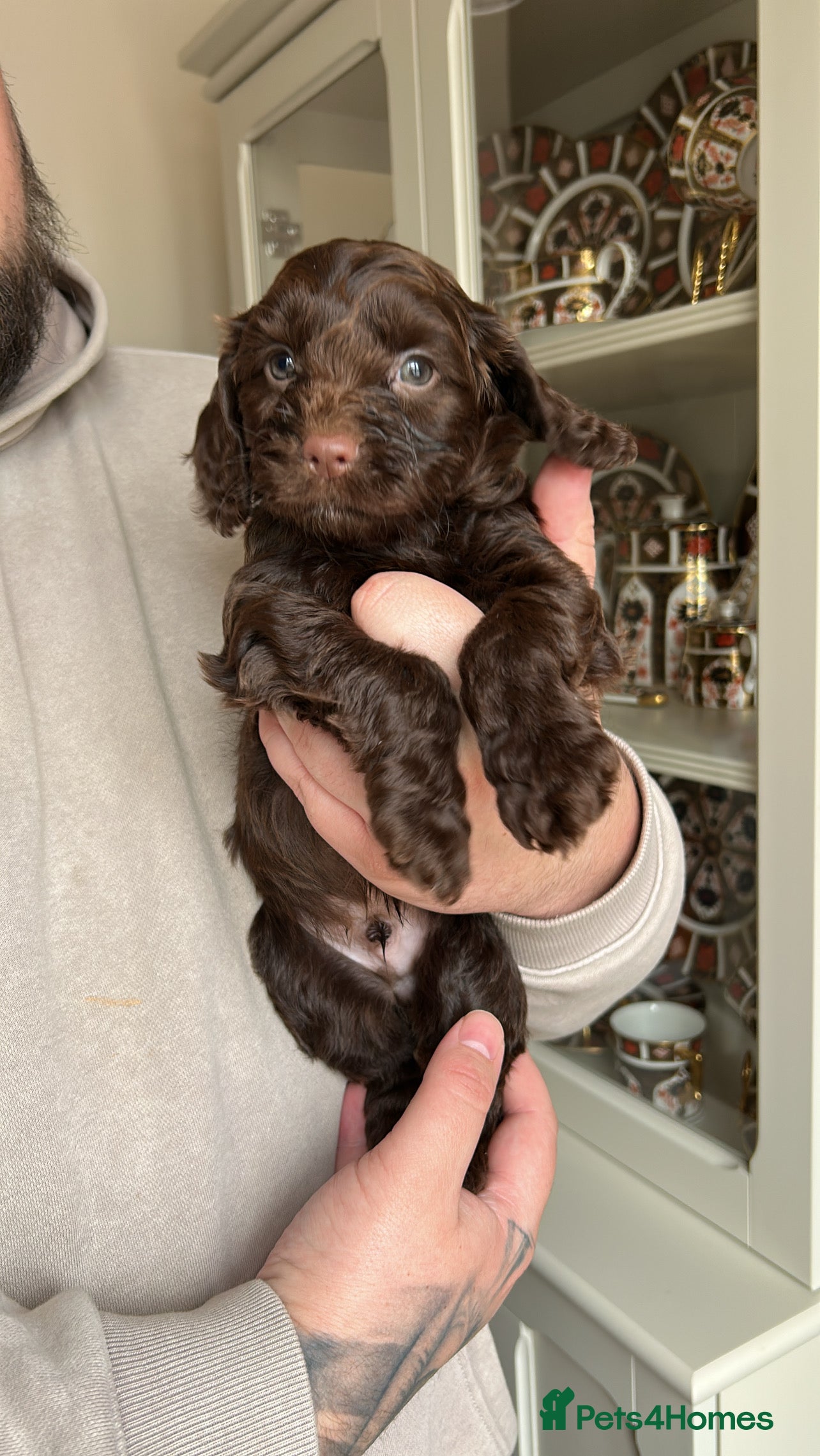 Cockapoo dogs 8 beautiful F1 B Cockapoos for sale  - Advert 2