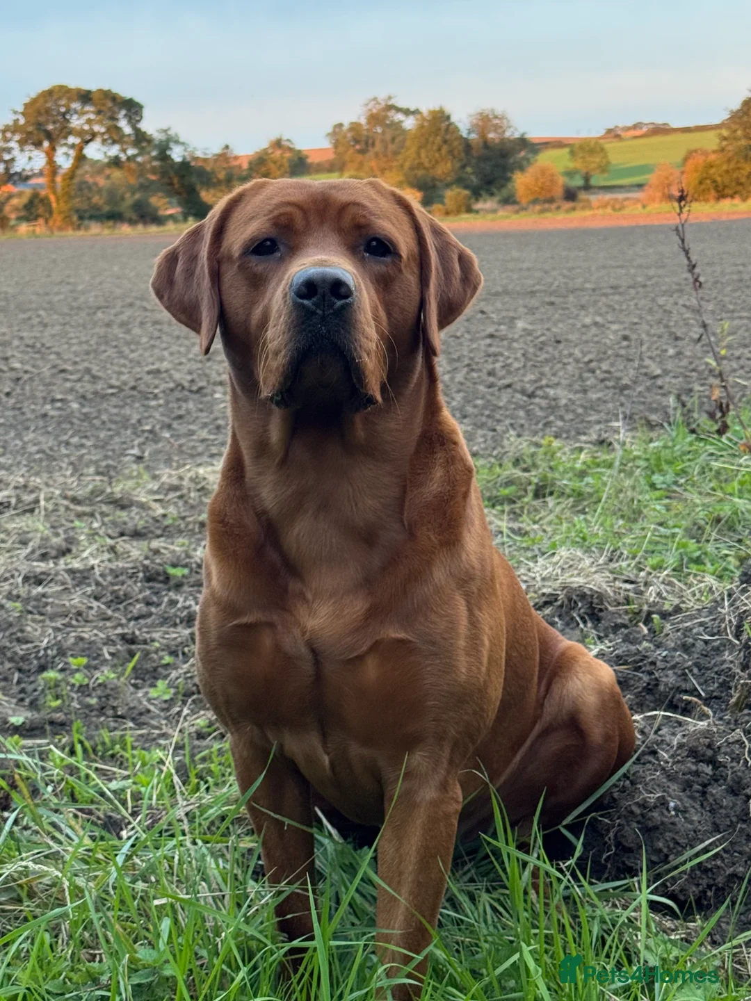 Labrador Retriever dogs for stud: Perfect 0/0 Hips & Elbows Dark Fox Red Labrador ⭐️ - Advert 3