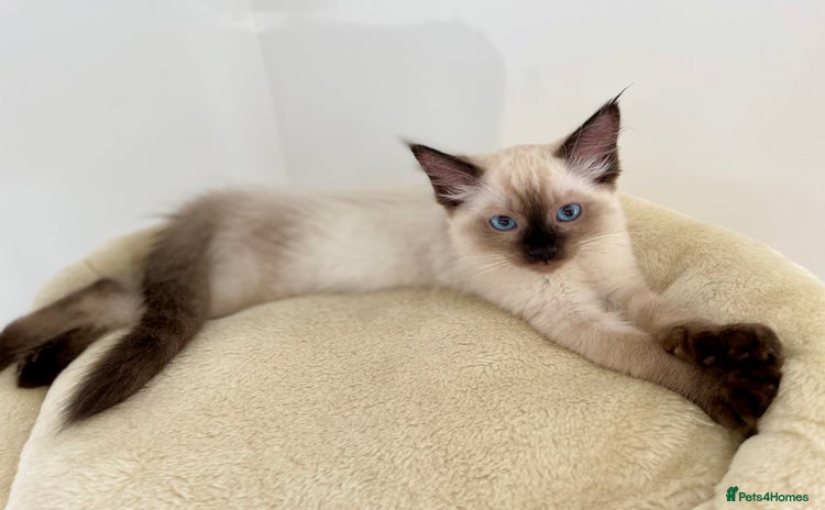 Ragdoll cats - Advert 5