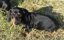 Miniature Dachshund dogs for sale: Mini smooth dachshund one boy available  in Newton Abbot - Image 10