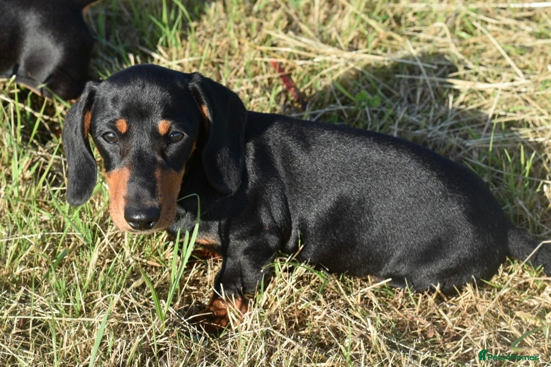 Miniature Dachshund dogs for sale: Mini smooth dachshund one boy available  in Newton Abbot - Image 10