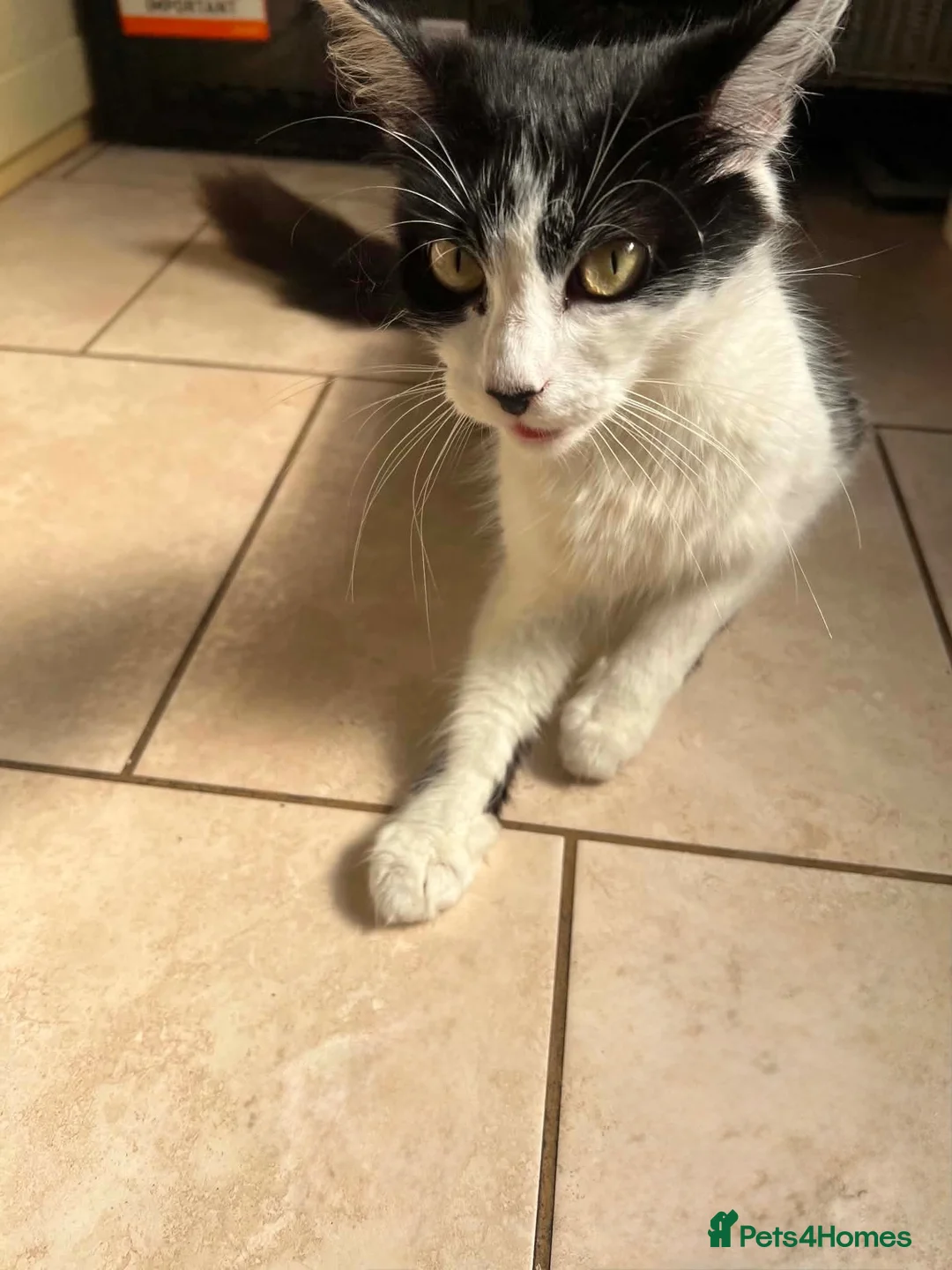 British Longhair cats for sale: 4 kittens british long hair  - Advert 1