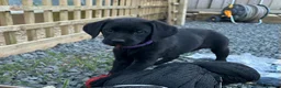 Labrador Retriever dogs for sale: KC reg health tested FT working Labrador puppies - Advert 19