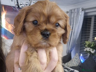 Cavalier King Charles Spaniel dogs Cavalier King Charles - Advert 12