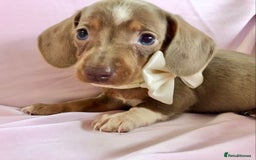 Miniature Dachshund dogs for sale: True miniature’s dapples & chocolate 🤎 - Image 13
