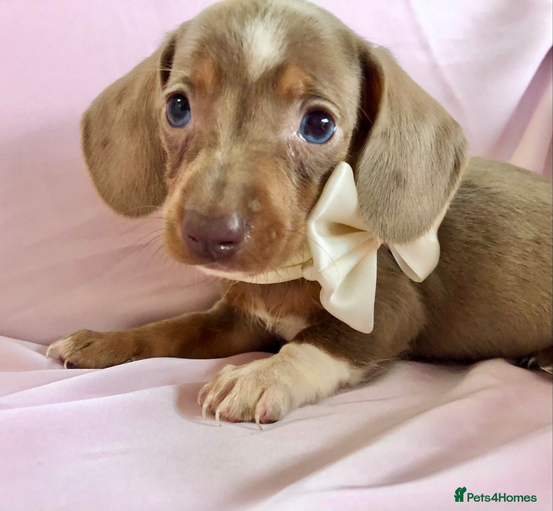 Miniature Dachshund dogs for sale: True miniature’s dapples & chocolate 🤎 - Image 13