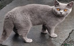 British Shorthair cats for sale: Missy is a Gorgeous British Blue girl . - Image 1