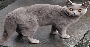 British Shorthair cats - Advert 3