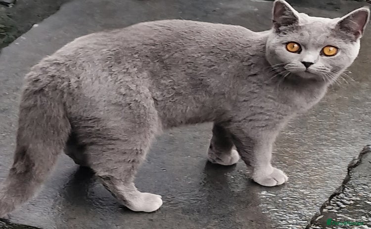 British Shorthair cats - Advert 7