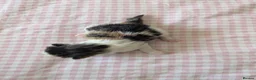 Mixed Breed cats for sale: Five Beautiful kittens  in Billingham - Advert 5