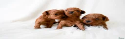 Toy Poodle dogs for sale: Gorgeous Asian Toy Poodle - Advert 6