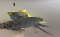 Budgerigars birds for sale: Budgies - Advert 2