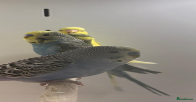 Budgerigars birds Budgies - Advert 1