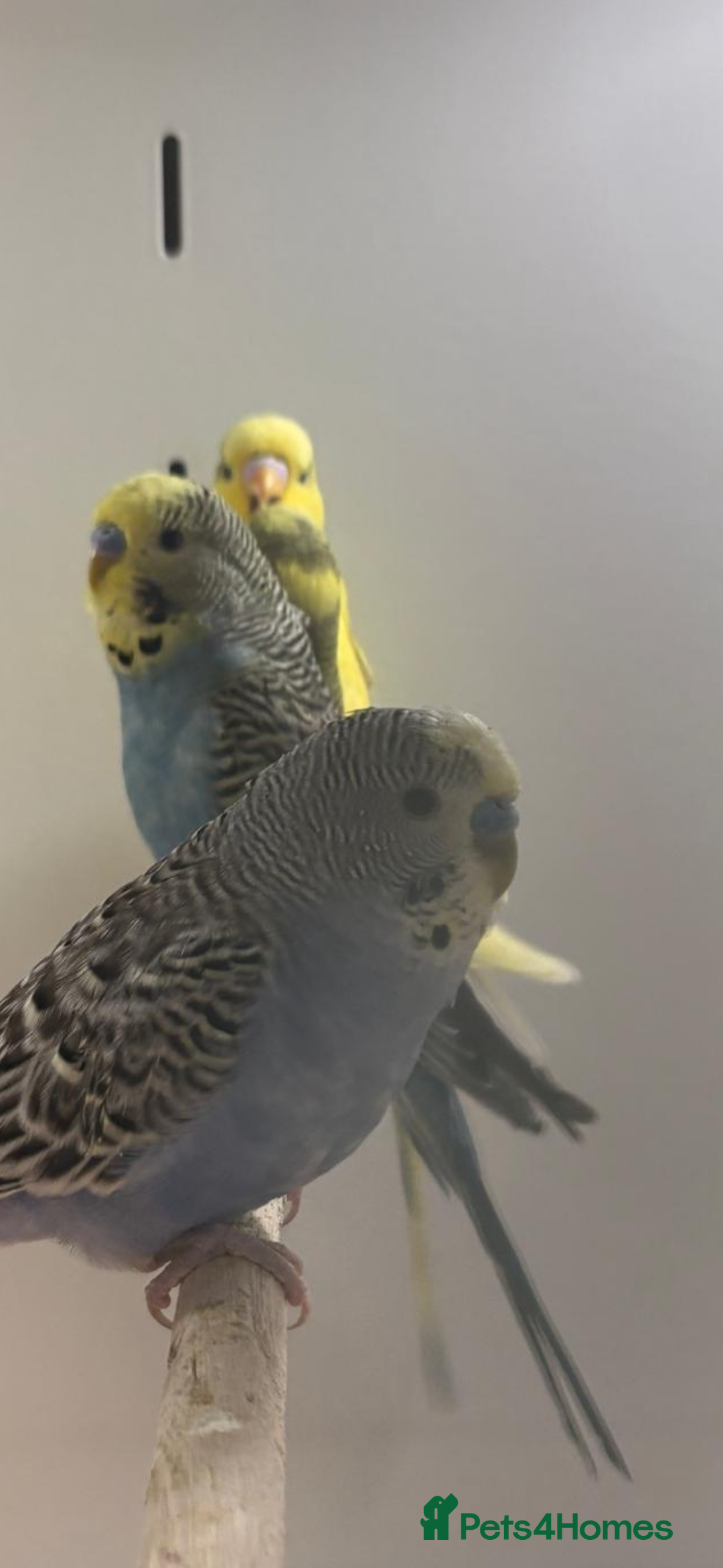 Budgerigars birds for sale: Budgies - Advert 2