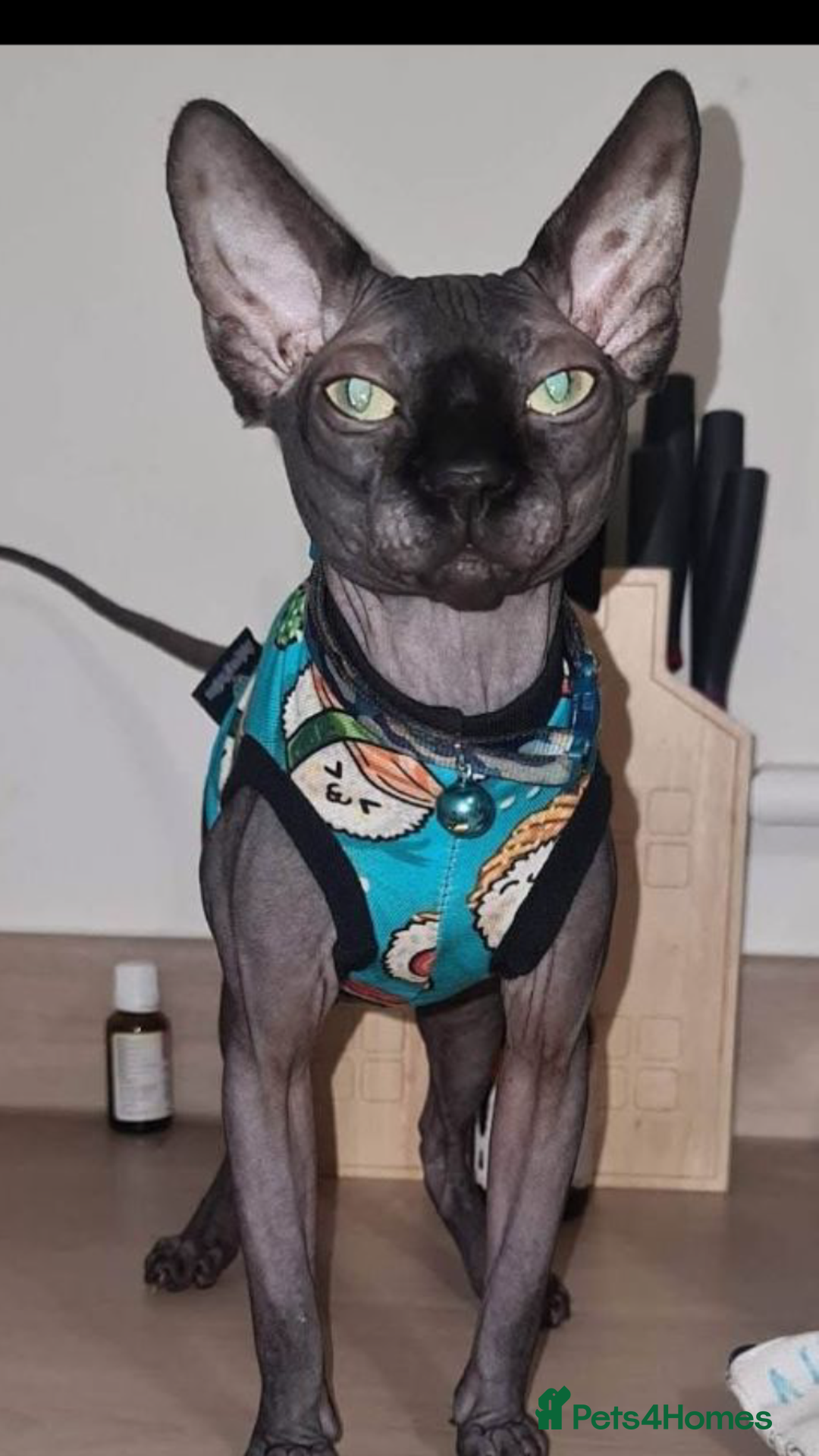 Oriental cats for sale: Oriental x Sphynx kittens  - Image 2