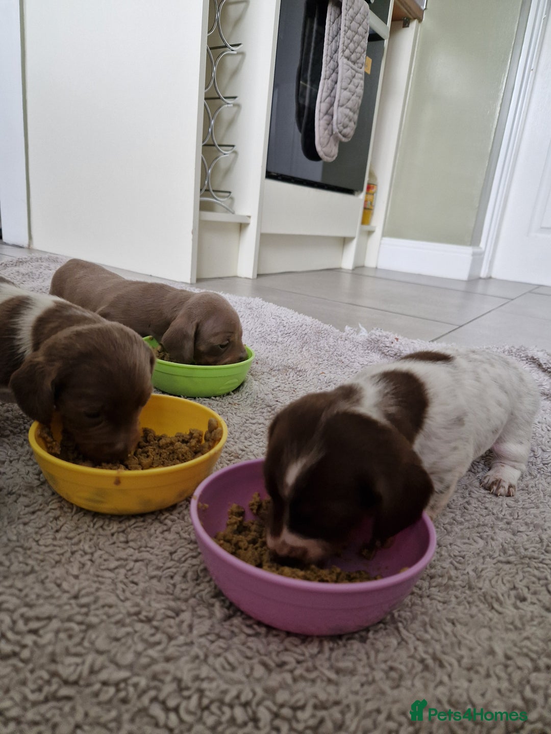 Miniature Dachshund dogs for sale: Minature dachound pups - Image 4
