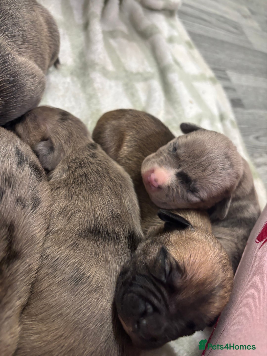Staffordshire Bull Terrier dogs for sale: Staffy pups  - Advert 15
