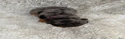 Mixed Breed dogs for sale: Beautiful litter of docker puppies chocolate:silve - Advert 9