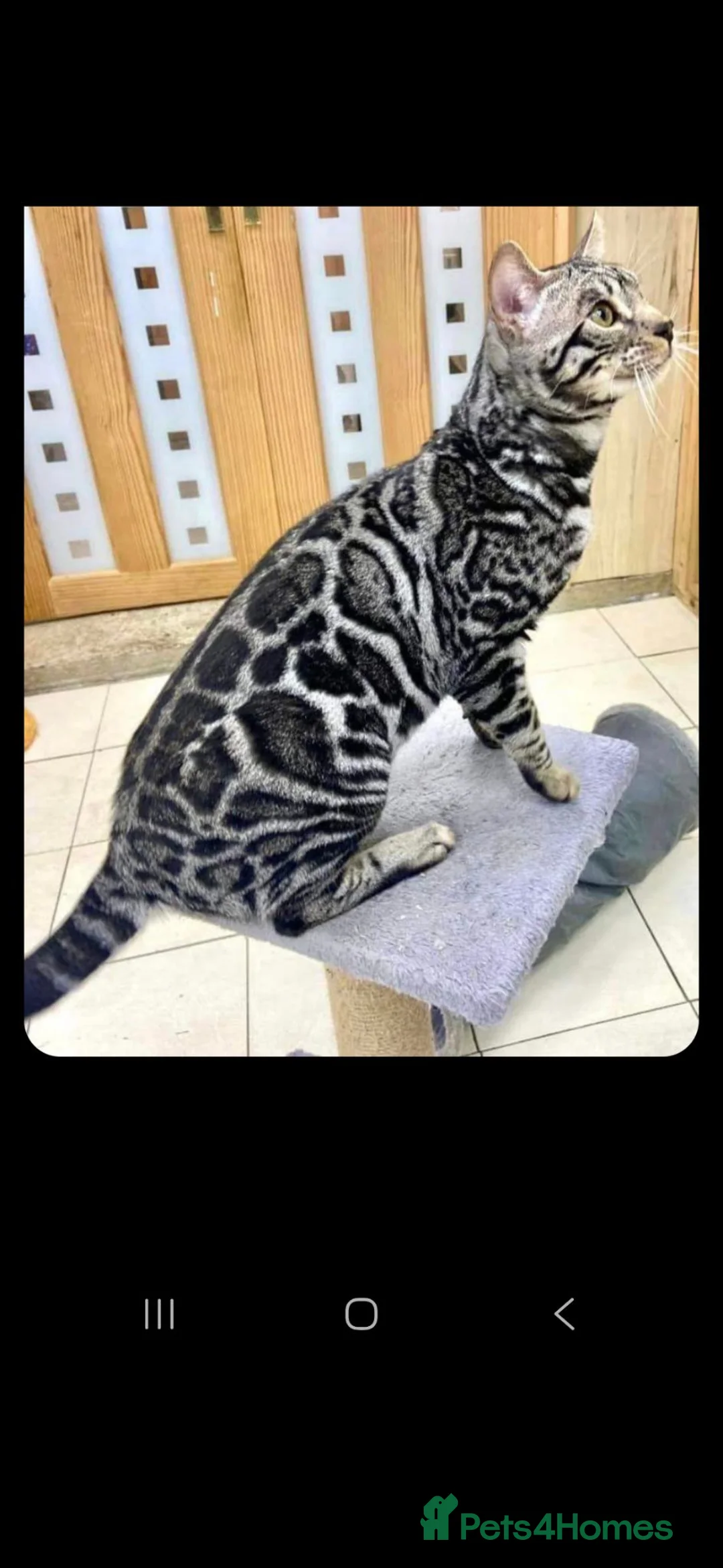 Bengal cats for sale: Outstanding Tica registered pure bengal kitten's - Advert 2