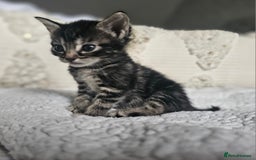 Persian cats for sale: PersianXTortoiseshell Crossbreed Kittens - Image 14