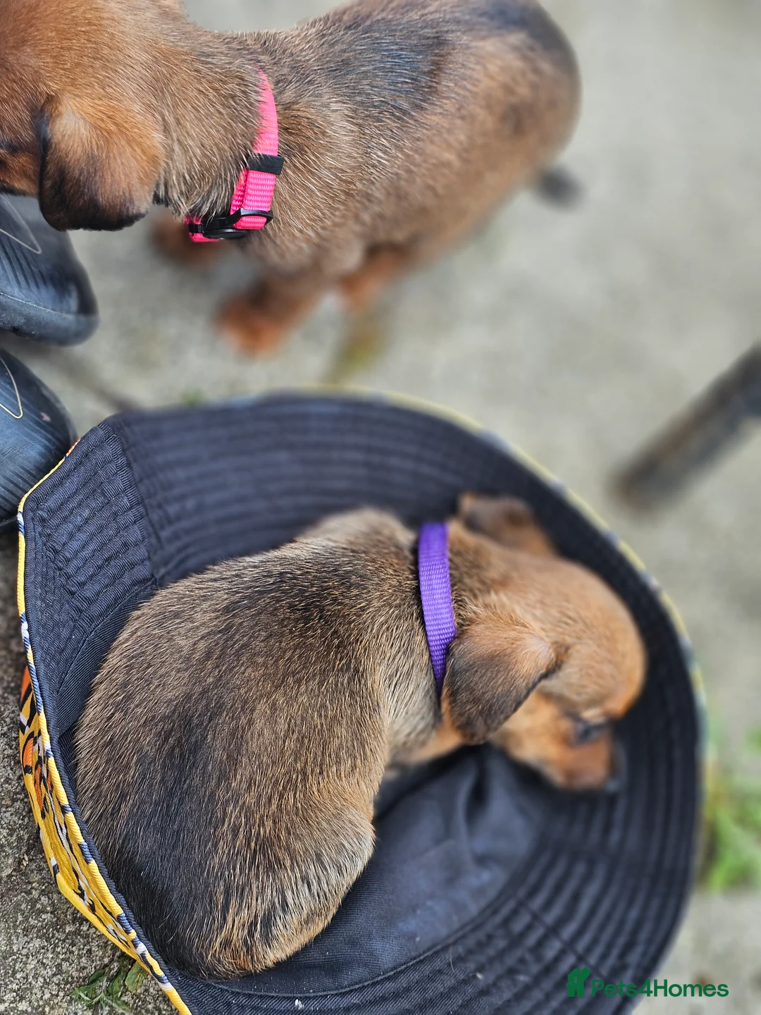 Chiweenie dogs for sale: 🐾 Pocket-Sized Pups Looking for Loving Homes! 🐾  - Advert 2