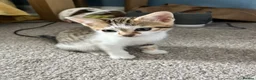 Mixed Breed cats for sale: 🐱✨3 Gorgeous Half Bengal Kittens!✨🐱 in Irvine - Advert 2