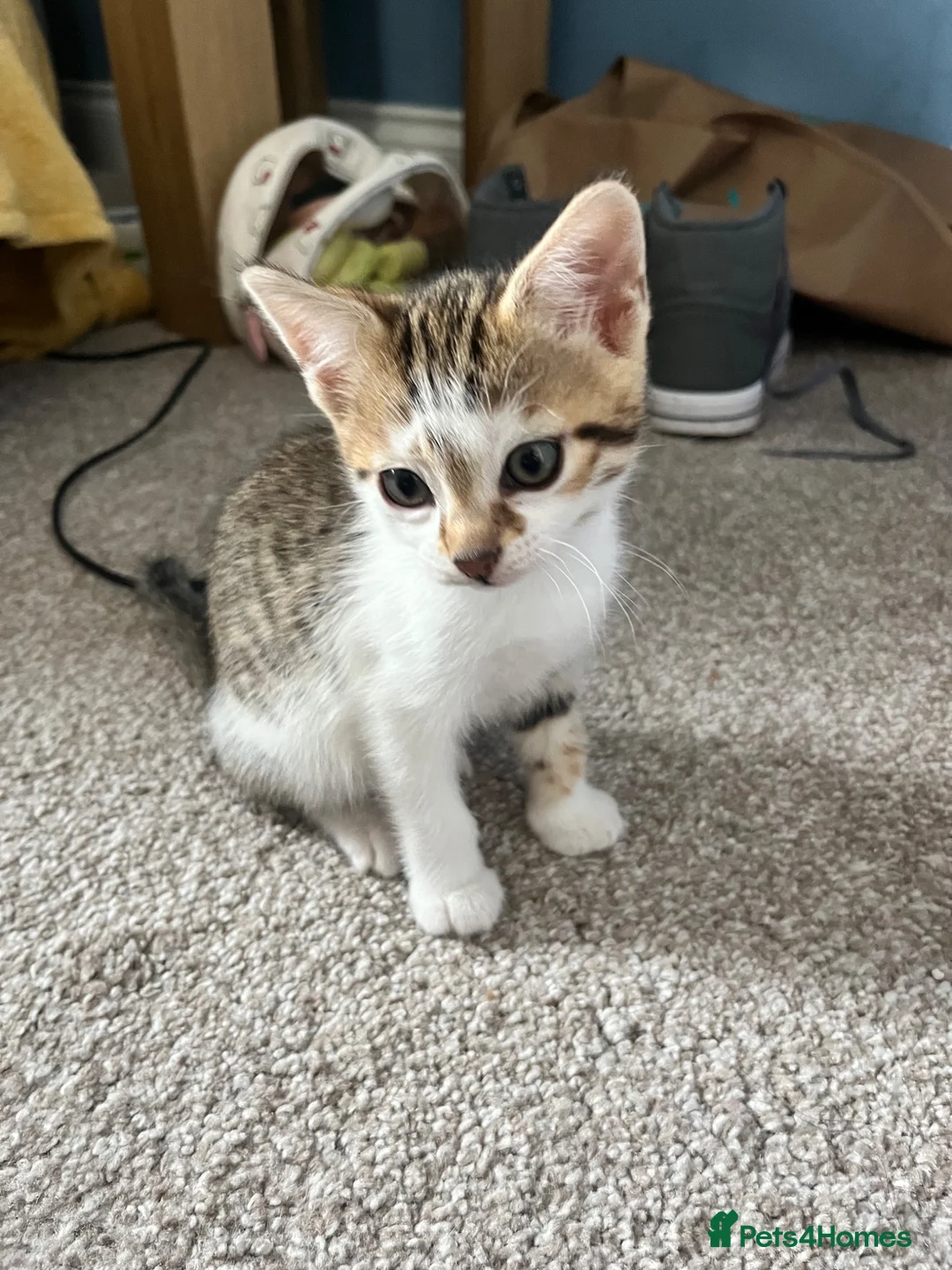 Mixed Breed cats for sale: 🐱✨3 Gorgeous Half Bengal Kittens!✨🐱 in Irvine - Advert 2