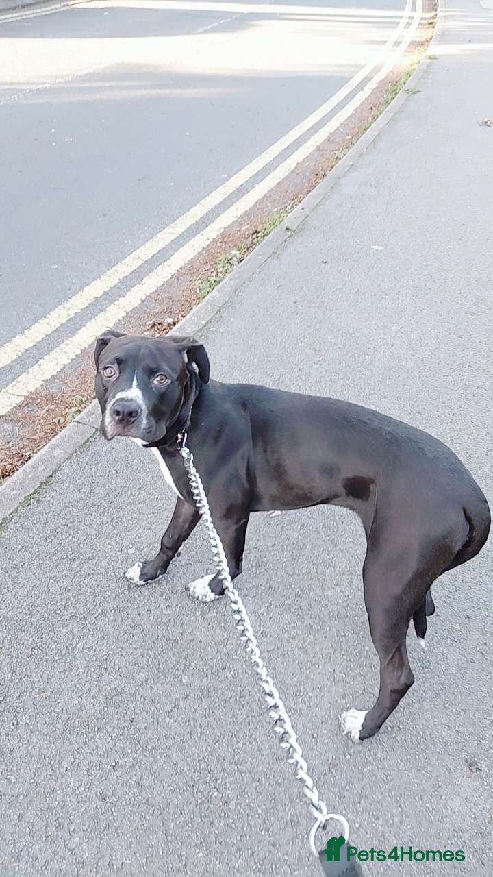 Mixed Breed dogs Cane corso x male pup - Advert 5