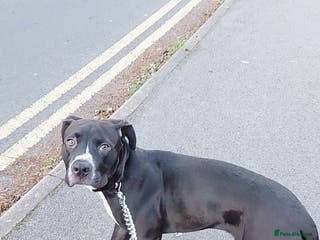 Mixed Breed dogs Cane corso x male pup - Advert 5
