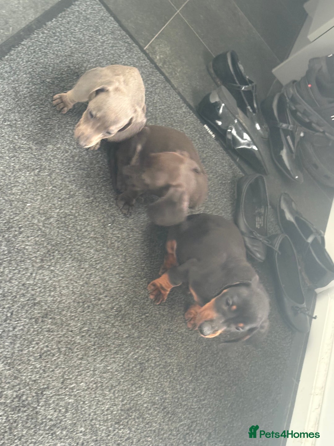 Miniature Dachshund dogs for sale: Beautiful babies ready for there5⭐️ home - Advert 12
