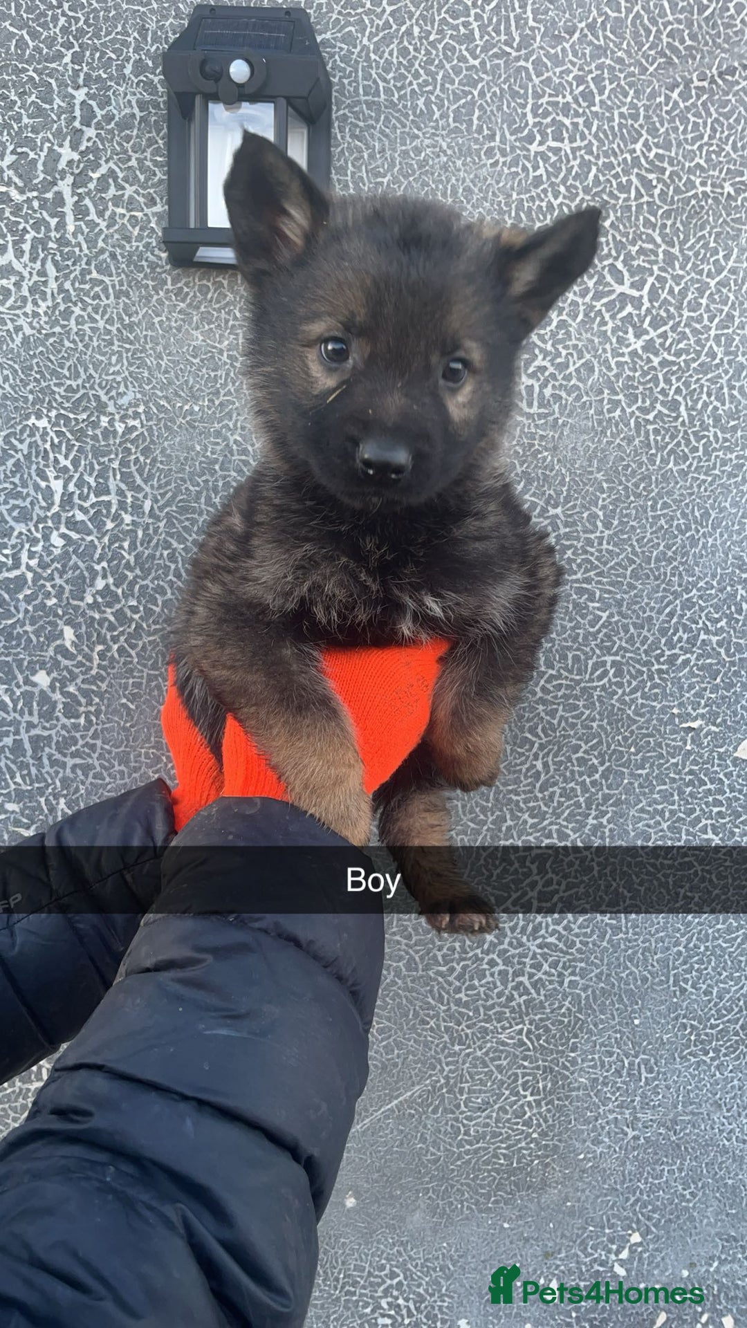 German Shepherd dogs for sale: German shepherd puppies - Advert 4