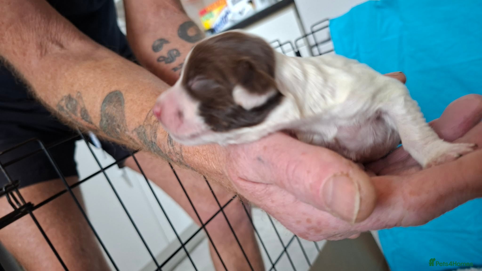 English Springer Spaniel dogs Bella-rose - Advert 2