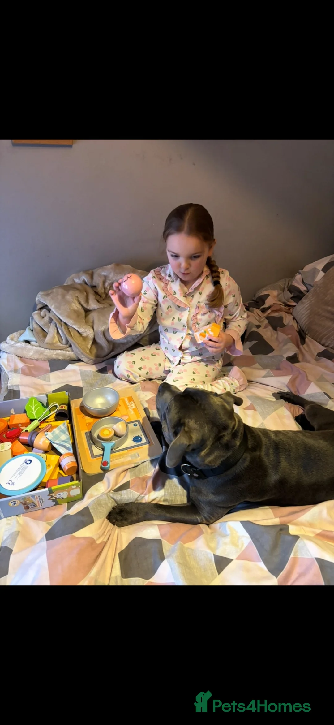 Staffordshire Bull Terrier dogs for sale: Hero needs a loving home - Advert 2
