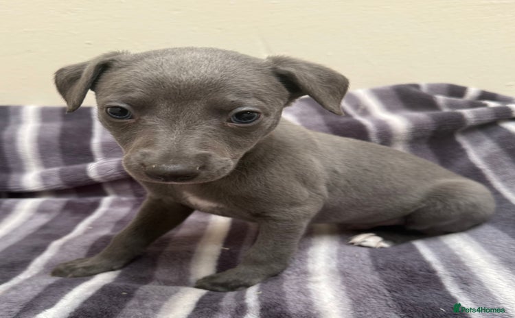 Whippet dogs - Advert 1