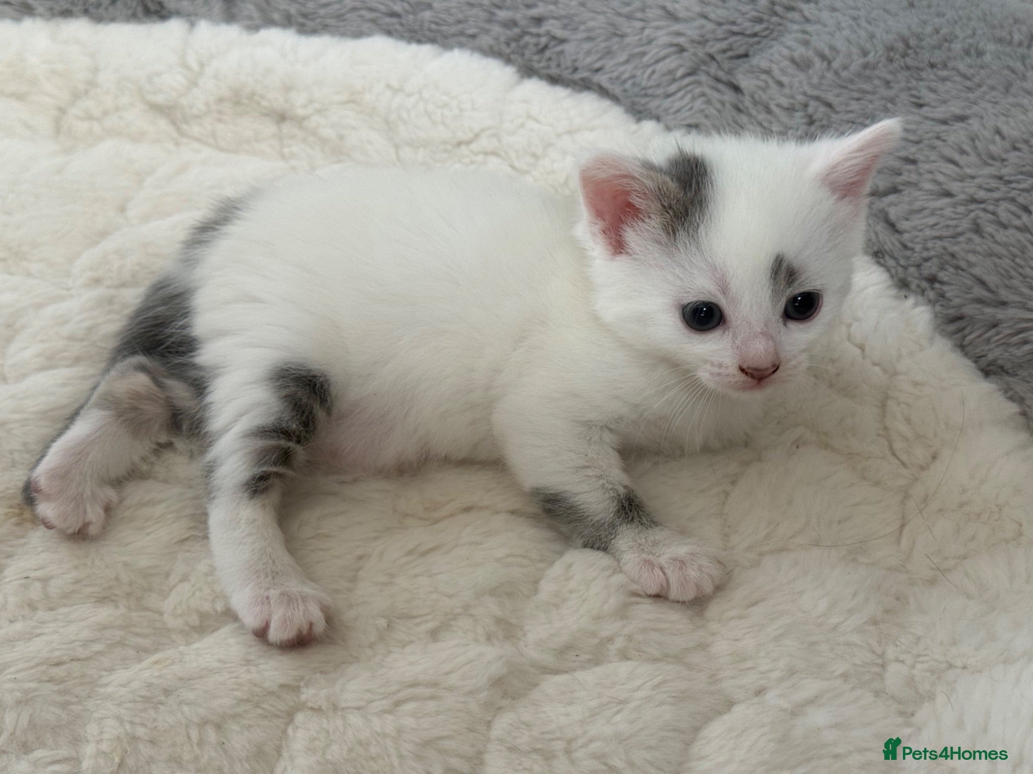 European cats White kitten  - Advert 5