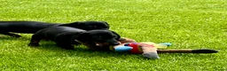 Dachshund dogs for sale: Beautiful Miniature Dachshund Puppies  - Advert 12