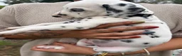 Dalmatian dogs for sale: Unexpectedly re-available Dalmatian girl-ready now - Advert 21