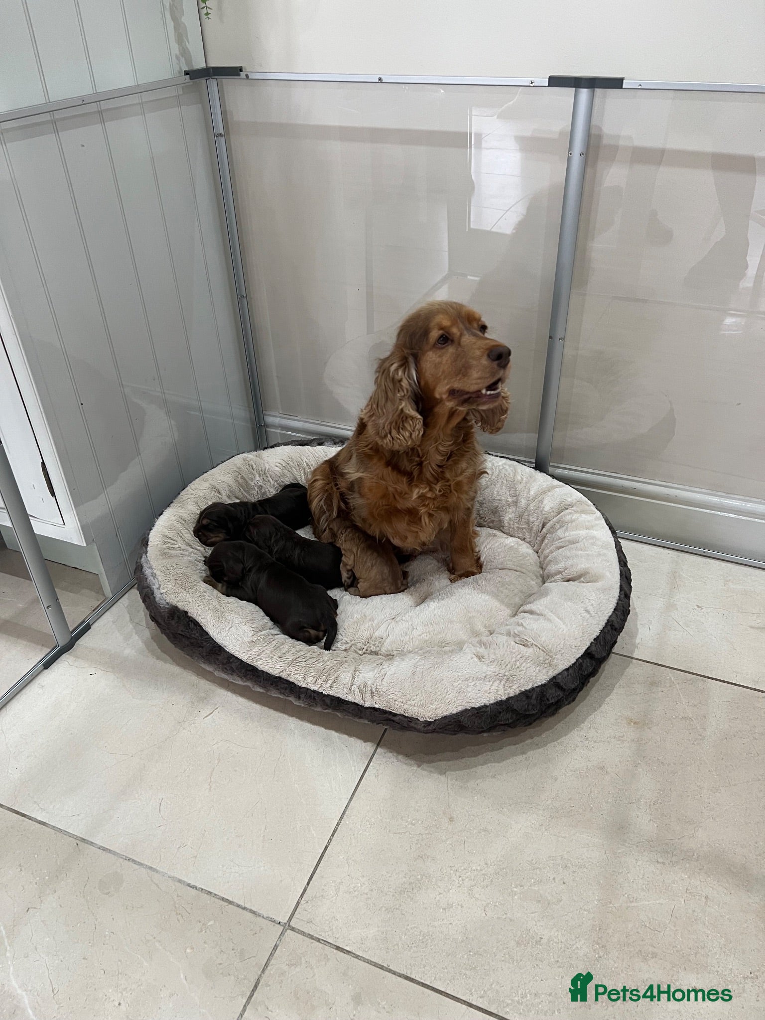 Cocker Spaniel dogs KC show cockers  - Advert 1