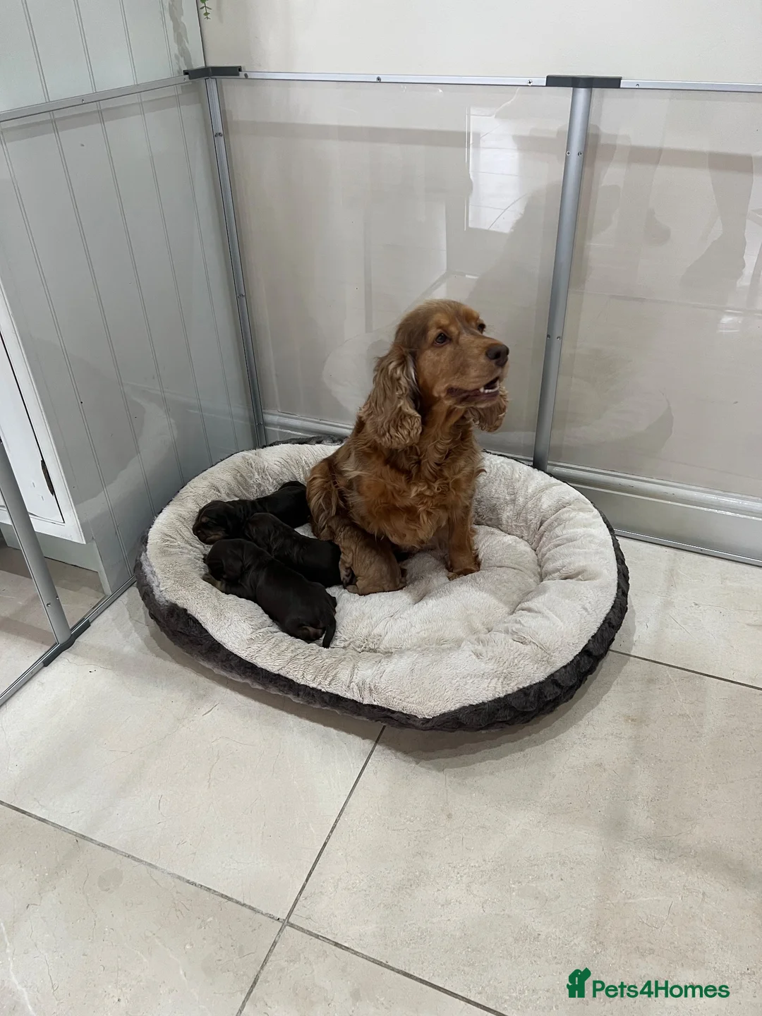 Cocker Spaniel dogs for sale: KC show cockers  - Advert 1