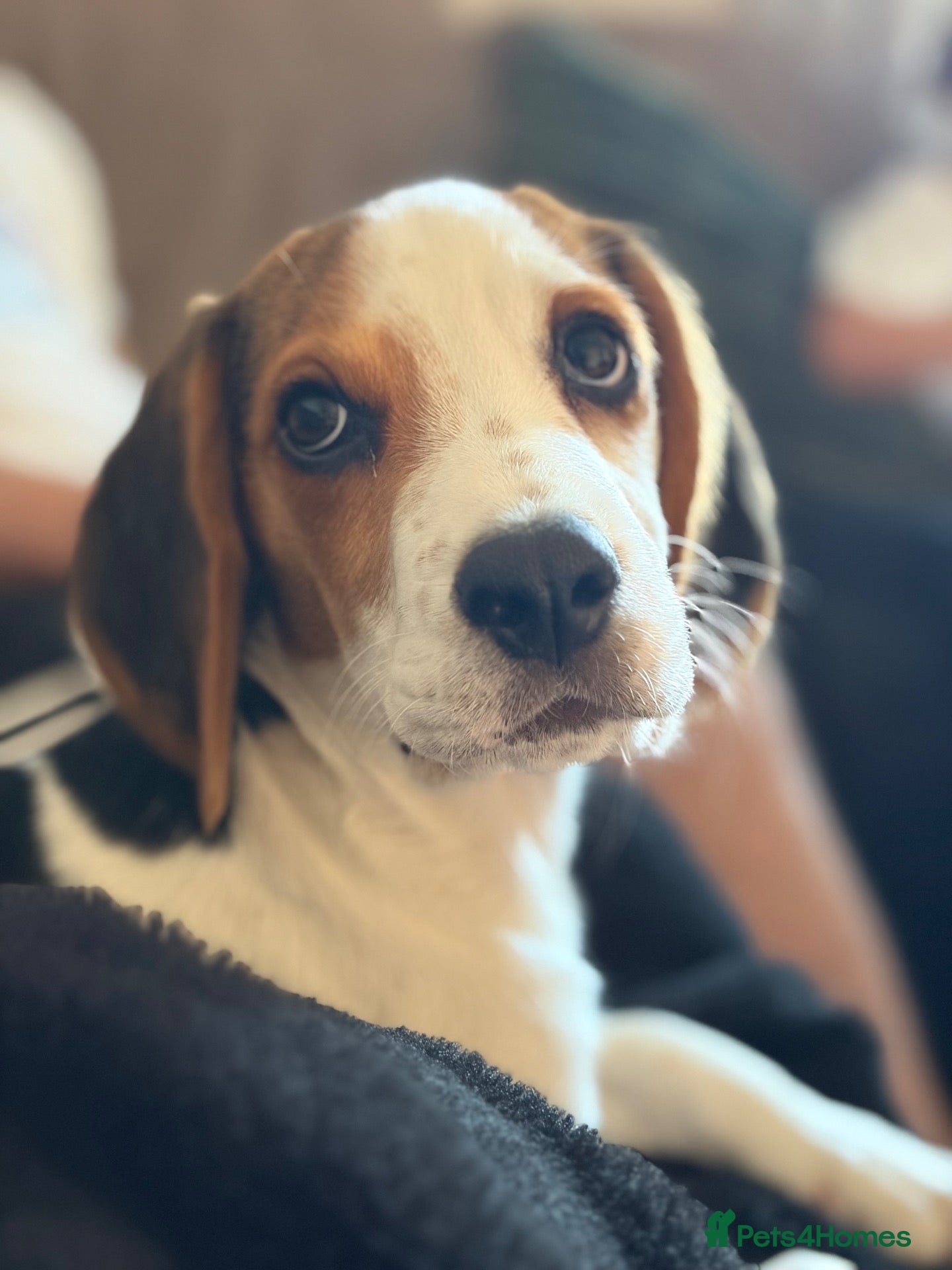 Mixed Breed dogs our beautiful beagle  - Advert 8