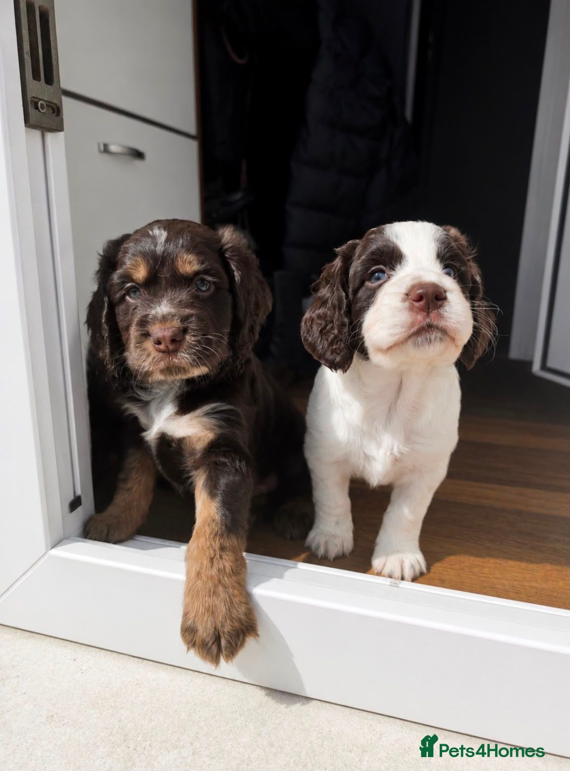Cocker Spaniel dogs Stunning kc registered working cocker spaniels - Advert 3