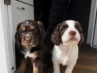 Cocker Spaniel dogs Stunning kc registered working cocker spaniels - Advert 3