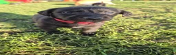 Mixed Breed dogs for sale: Beddywhippets  - Advert 3